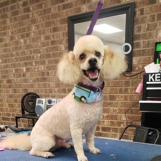 Dog for adoption Lucky, a Miniature Poodle in Matthews, NC Petfinder