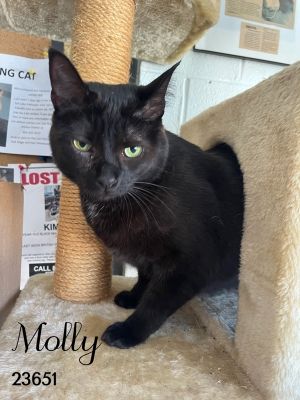 Molly is a black beauty queen looking for her forever family She is sweet frie