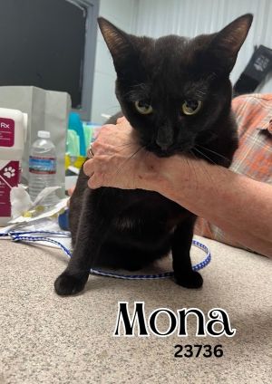 Mona is a sweet black beauty around 2 years old Everyone needs a little black 
