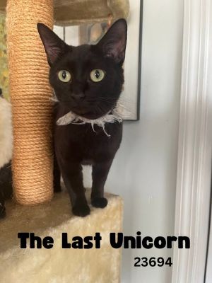 The Last Unicorn is a sweet black beauty She is around 3 years old and wonderf