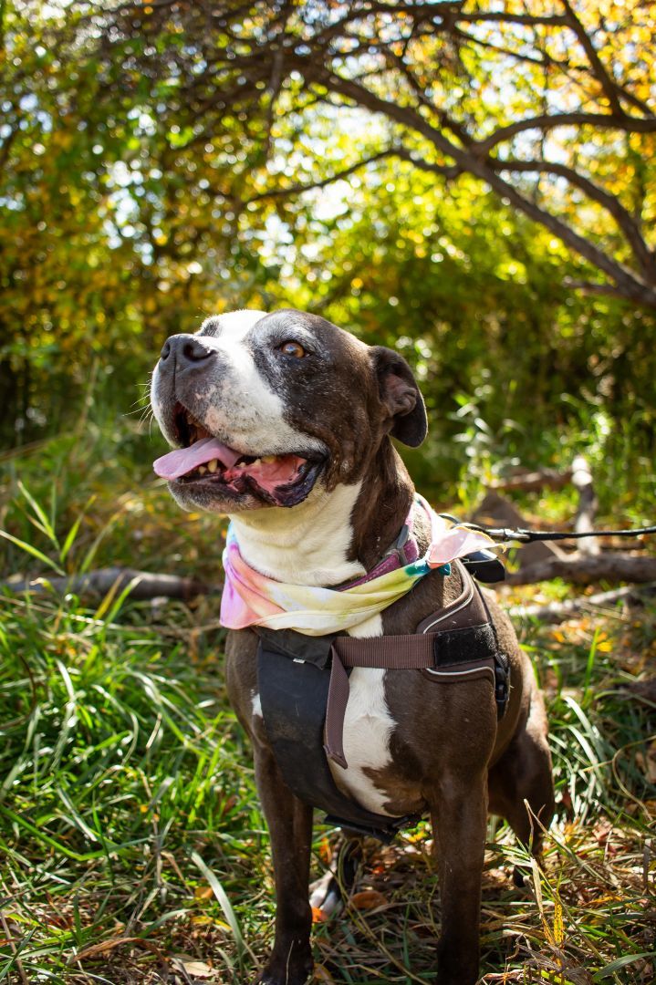 Zoe, an adoptable Mixed Breed in Durango, CO, 81302 | Photo Image 2