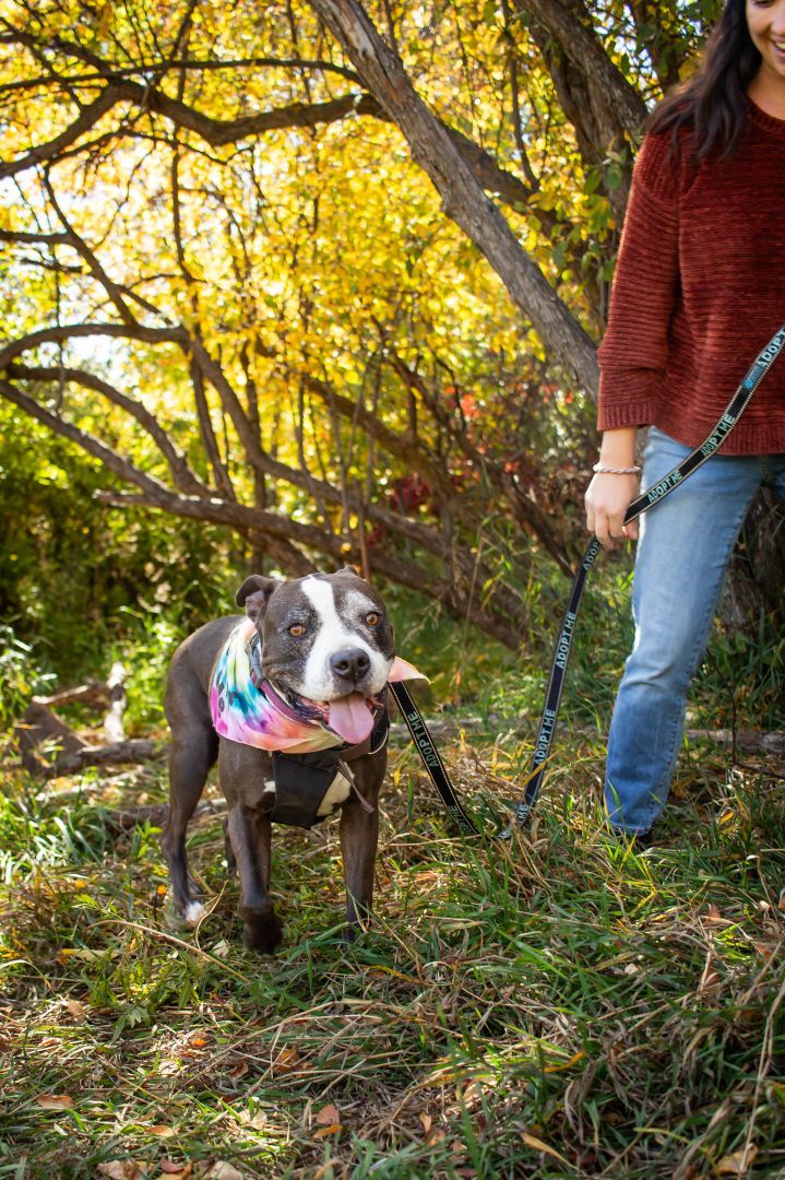 Zoe, an adoptable Mixed Breed in Durango, CO, 81302 | Photo Image 6