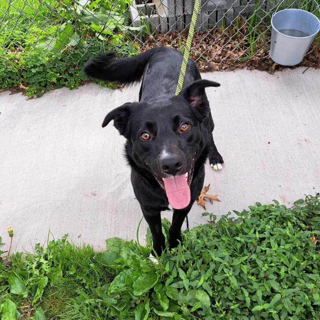 Hero, an adoptable Mixed Breed in Beckley, WV, 25802 | Photo Image 1