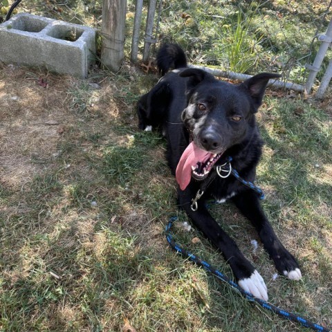 Hero, an adoptable Mixed Breed in Beckley, WV, 25802 | Photo Image 2