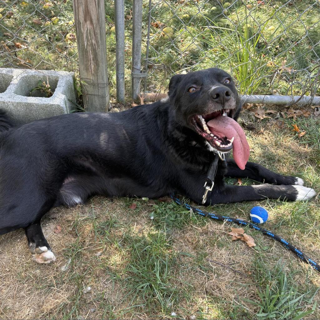 Hero, an adoptable Mixed Breed in Beckley, WV, 25802 | Photo Image 3