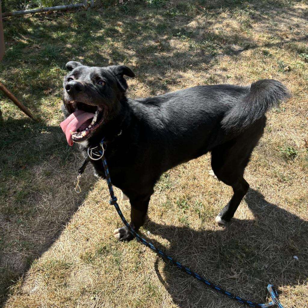 Hero, an adoptable Mixed Breed in Beckley, WV, 25802 | Photo Image 4