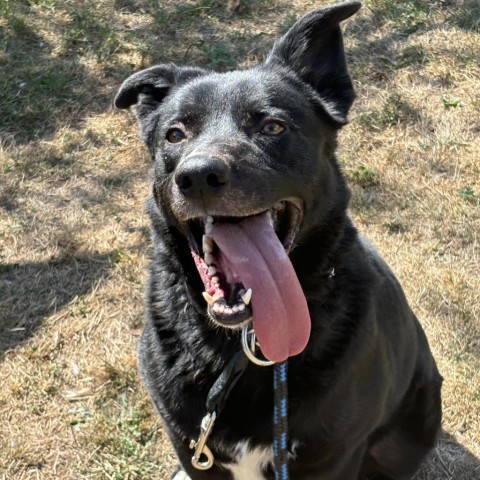 Hero, an adoptable Mixed Breed in Beckley, WV, 25802 | Photo Image 5