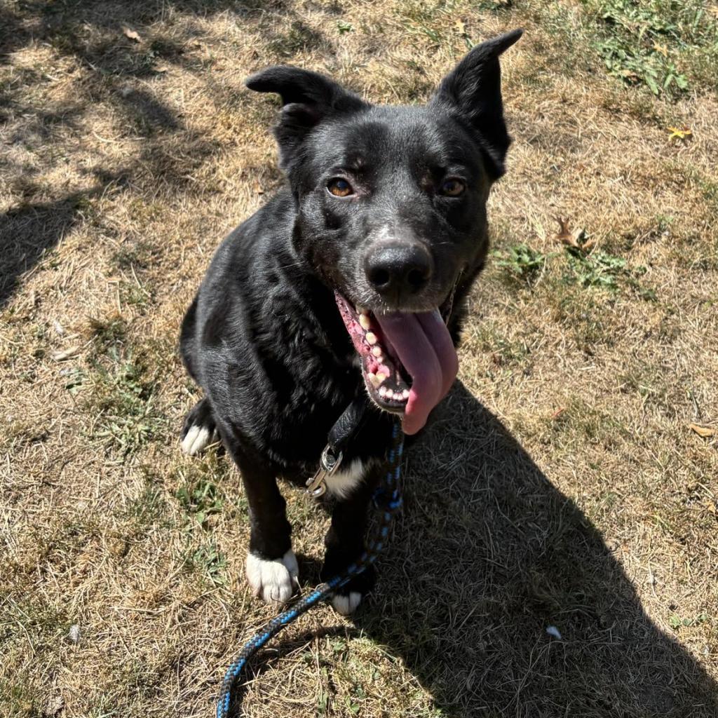 Hero, an adoptable Mixed Breed in Beckley, WV, 25802 | Photo Image 6