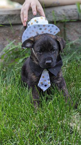 Harley, an adoptable Mixed Breed in Calgary, AB, T2J 4H4 | Photo Image 4