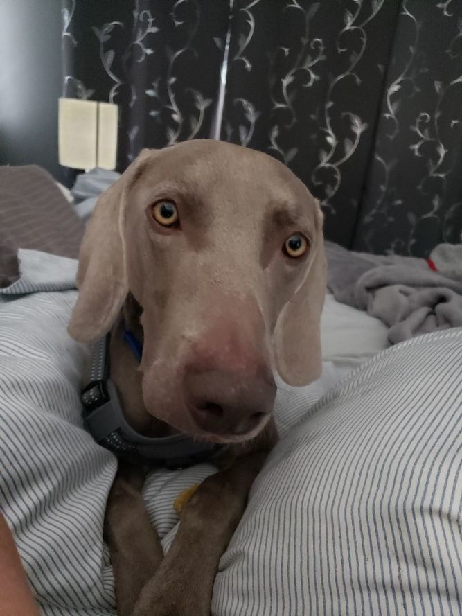 Gunner