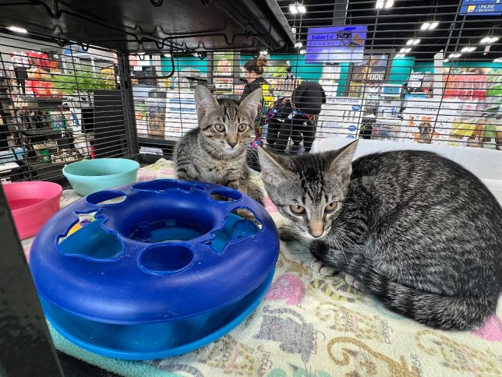 Saylor & Sully, an adoptable Tabby & Domestic Short Hair Mix in Jacksonville, FL_image-2