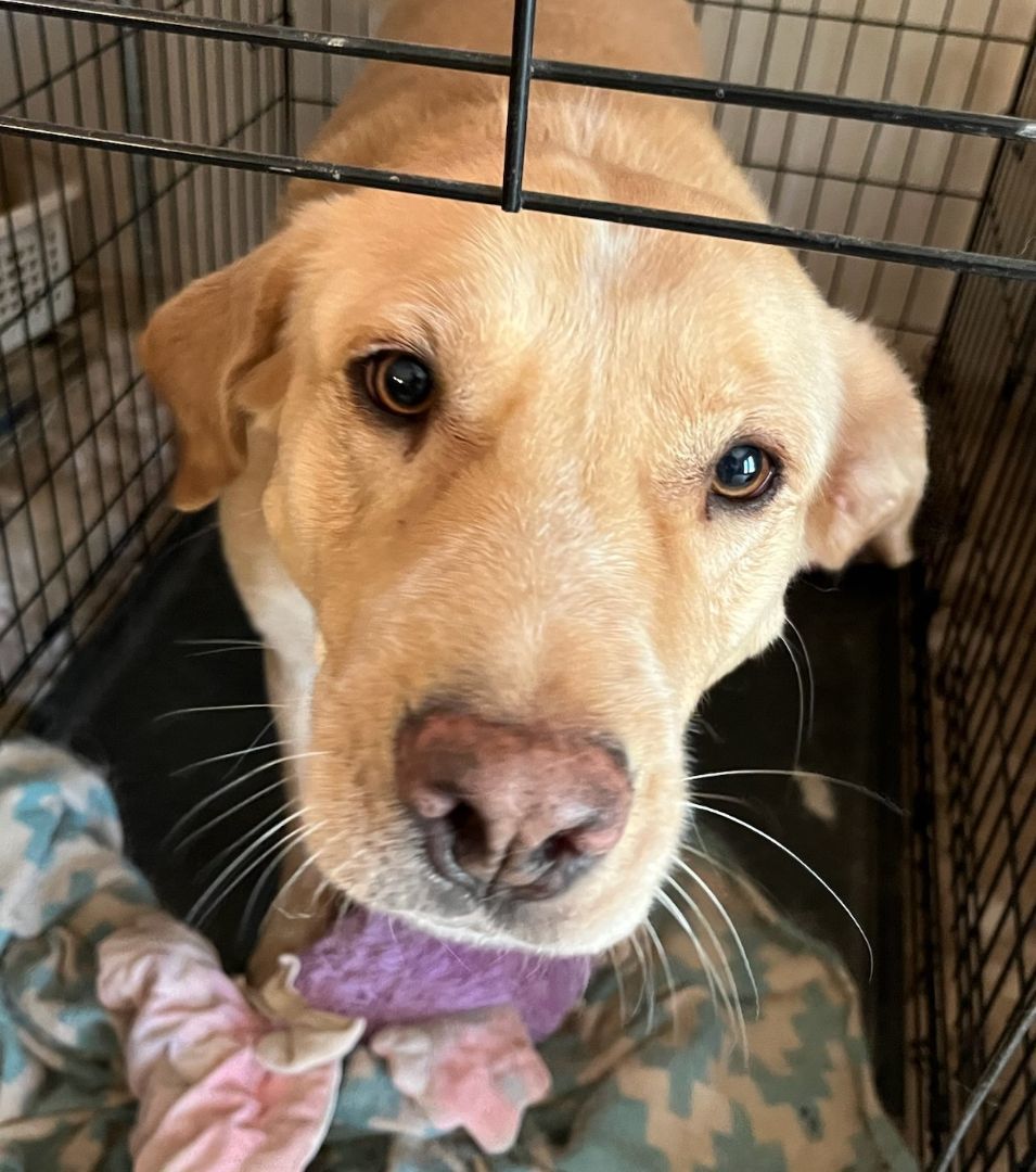 Dog for adoption - Brax, a Labrador Retriever Mix in Lubbock, TX ...