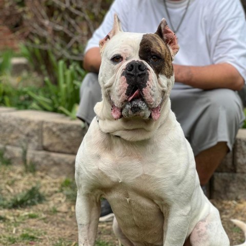 are american bulldogs mastiffs