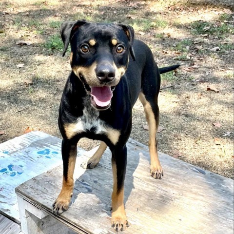 Gambit, an adoptable Hound in Livingston, TX, 77351 | Photo Image 1