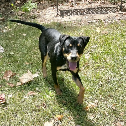 Gambit, an adoptable Hound in Livingston, TX, 77351 | Photo Image 2