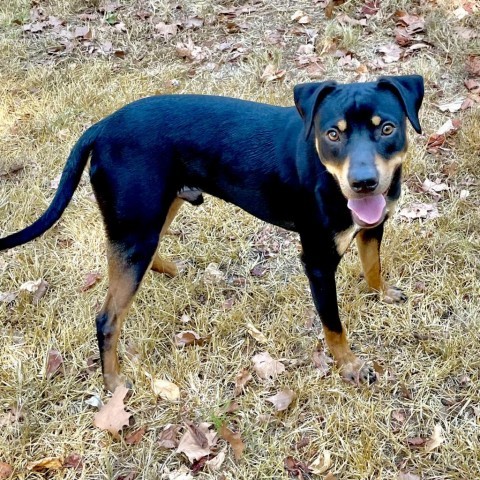 Gambit, an adoptable Hound in Livingston, TX, 77351 | Photo Image 2