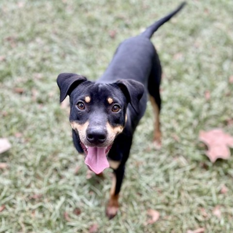 Gambit, an adoptable Hound in Livingston, TX, 77351 | Photo Image 2