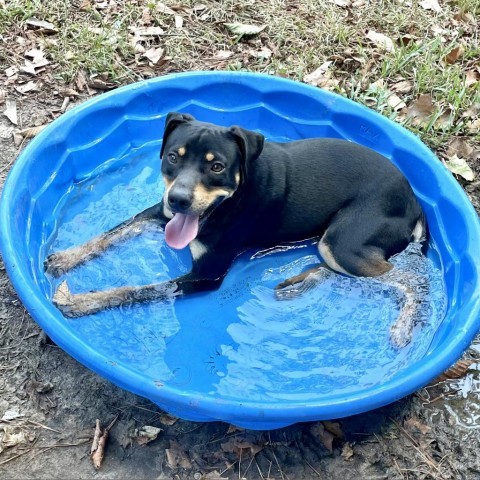 Gambit, an adoptable Hound in Livingston, TX, 77351 | Photo Image 3