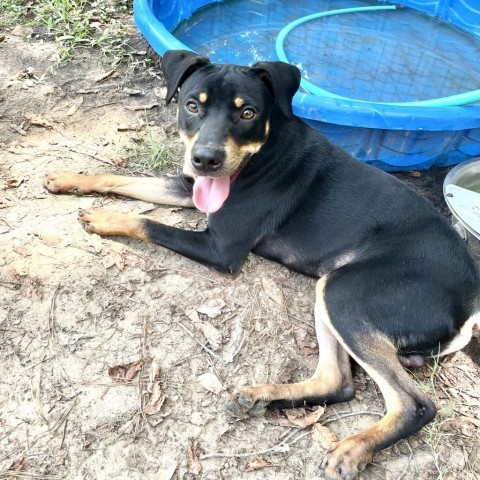 Gambit, an adoptable Hound in Livingston, TX, 77351 | Photo Image 3