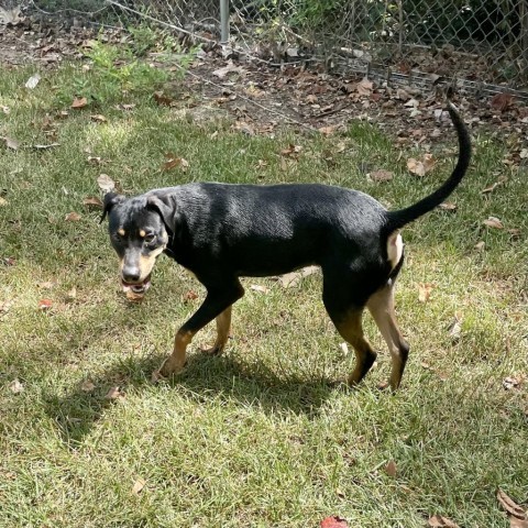 Gambit, an adoptable Hound in Livingston, TX, 77351 | Photo Image 4