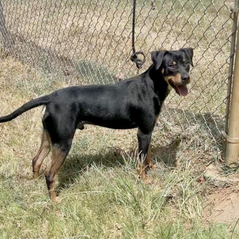 Gambit, an adoptable Hound in Livingston, TX, 77351 | Photo Image 5