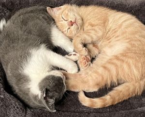 Stormy and OJ
