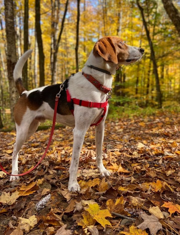 Winston, an adoptable Treeing Walker Coonhound & Hound Mix in Unionville, CT_image-1