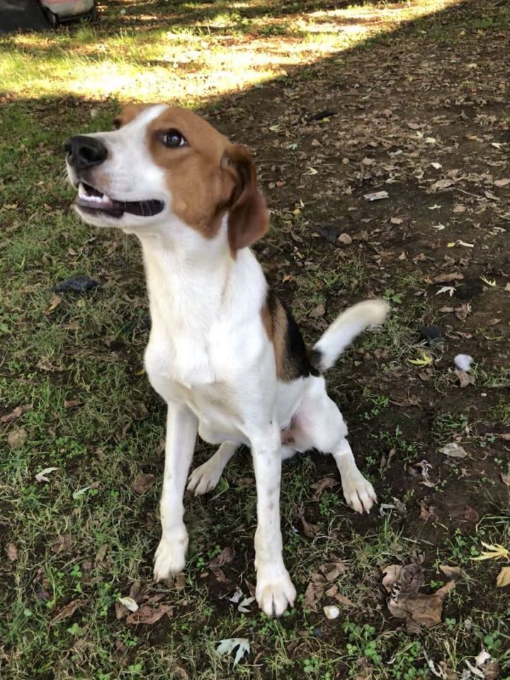 Winston, an adoptable Treeing Walker Coonhound & Hound Mix in Unionville, CT_image-5
