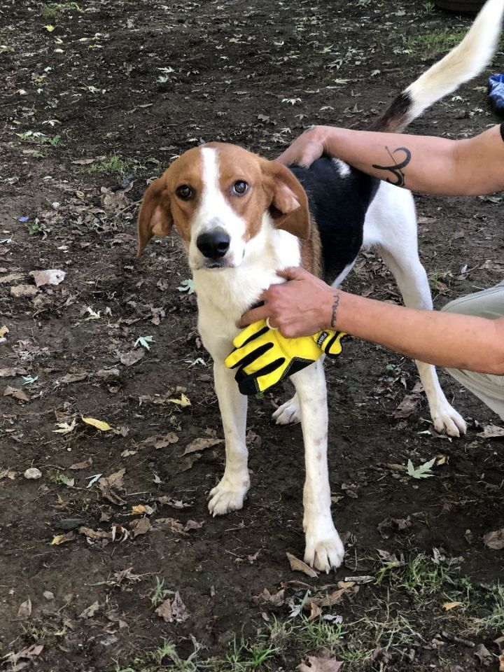 Winston, an adoptable Treeing Walker Coonhound & Hound Mix in Unionville, CT_image-6