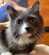 Smudge