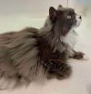 Smudge