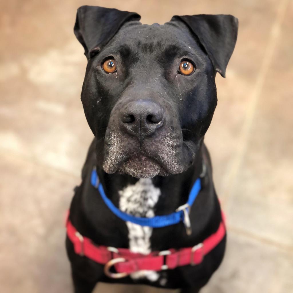 Ebbie, an adoptable Pit Bull Terrier, Labrador Retriever in Kanab, UT, 84741 | Photo Image 1
