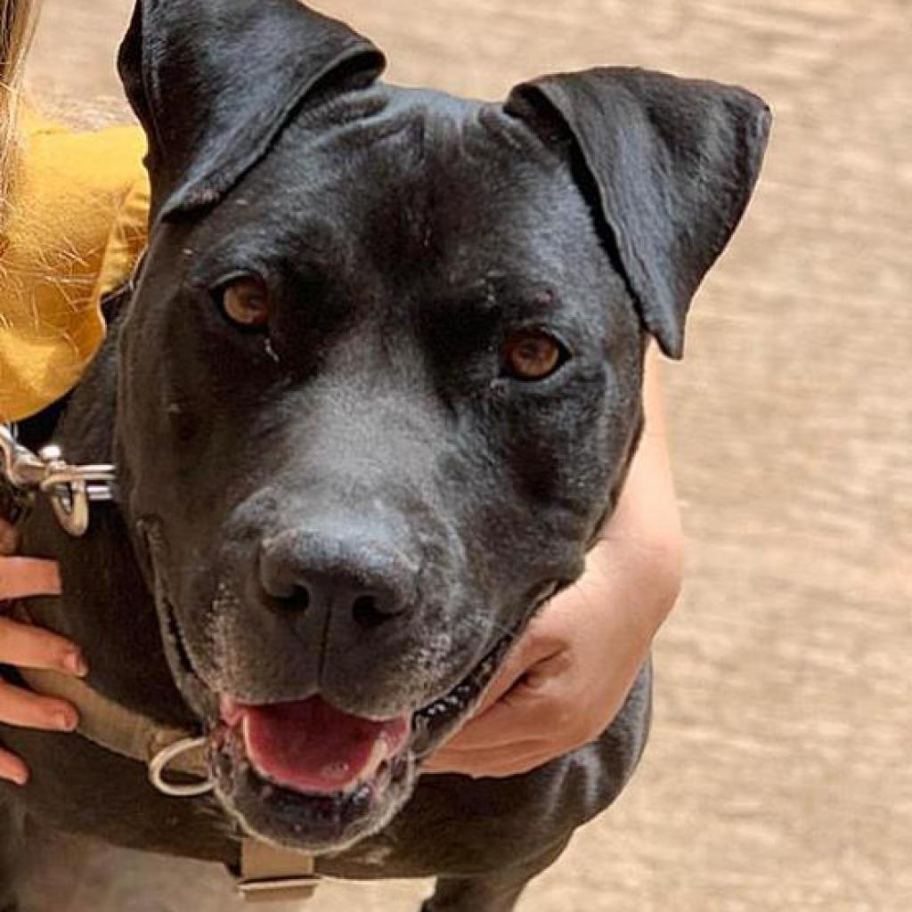 Ebbie, an adoptable Pit Bull Terrier, Labrador Retriever in Kanab, UT, 84741 | Photo Image 2