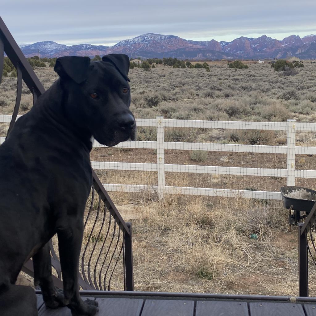 Ebbie, an adoptable Pit Bull Terrier, Labrador Retriever in Kanab, UT, 84741 | Photo Image 3