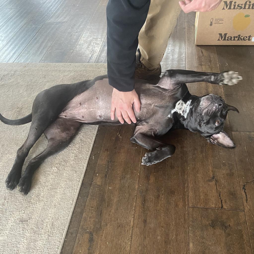 Ebbie, an adoptable Pit Bull Terrier, Labrador Retriever in Kanab, UT, 84741 | Photo Image 3