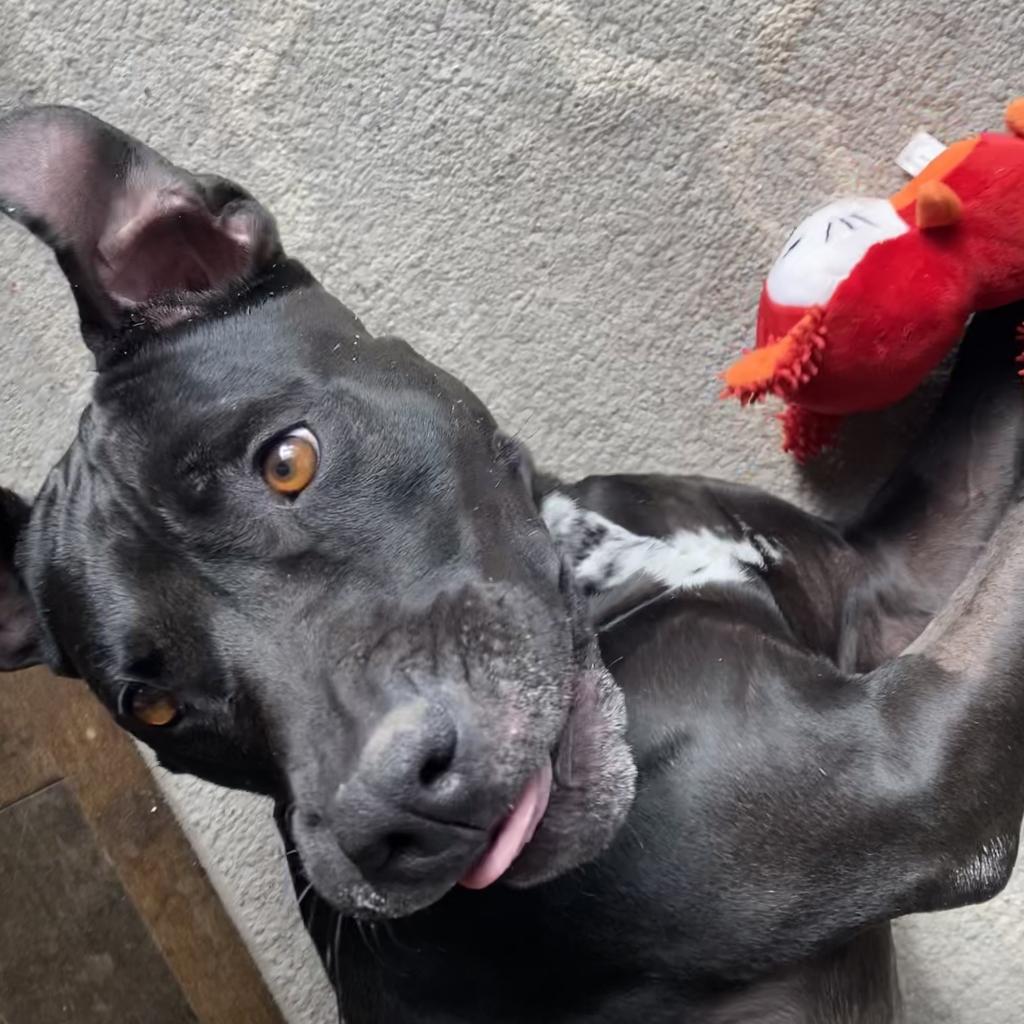 Ebbie, an adoptable Pit Bull Terrier, Labrador Retriever in Kanab, UT, 84741 | Photo Image 5