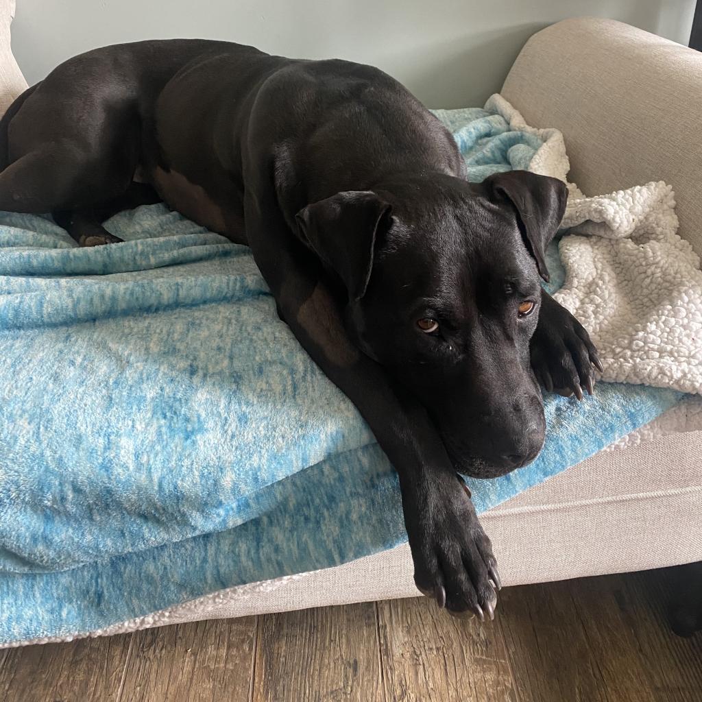 Ebbie, an adoptable Pit Bull Terrier, Labrador Retriever in Kanab, UT, 84741 | Photo Image 5