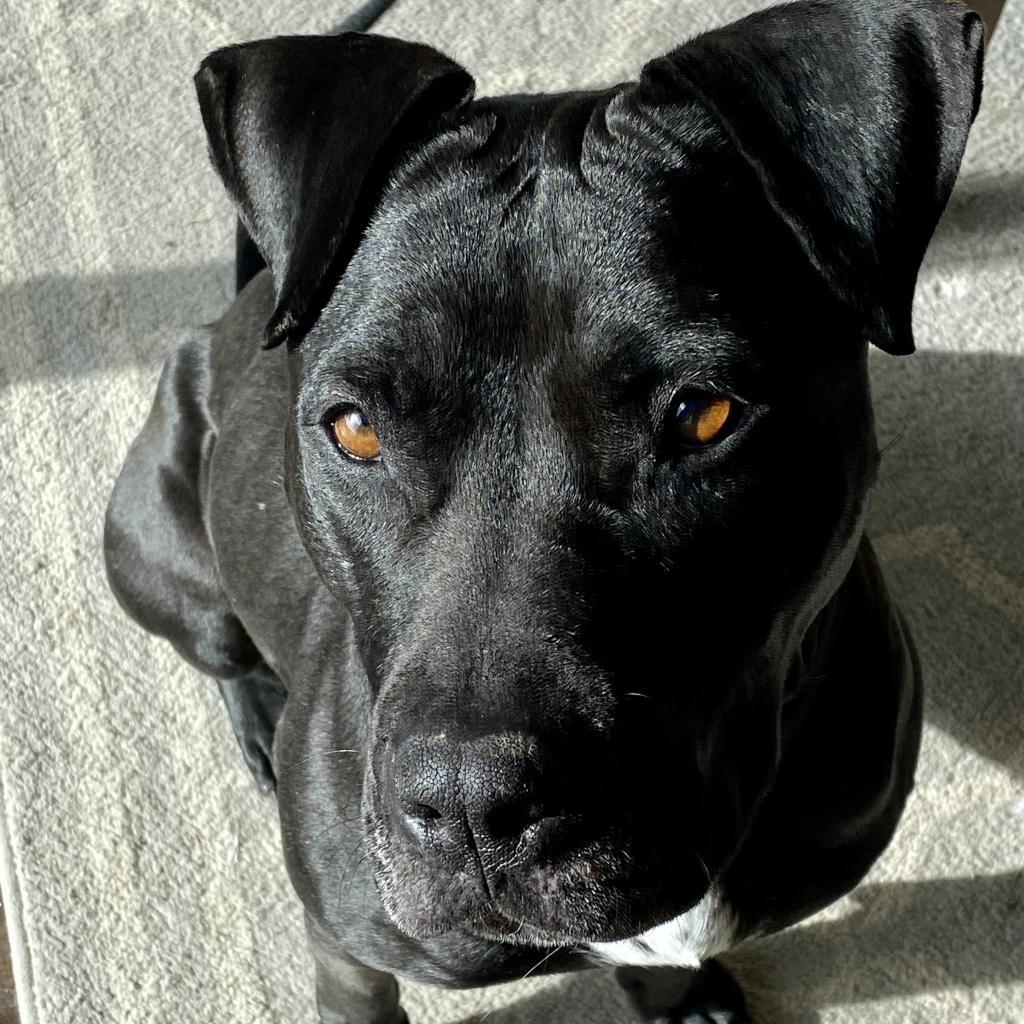 Ebbie, an adoptable Pit Bull Terrier, Labrador Retriever in Kanab, UT, 84741 | Photo Image 6