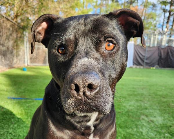 SHILOH, an adoptable American Staffordshire Terrier in Raleigh, NC, 27603 | Photo Image 1