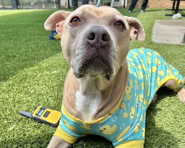Dog for adoption CHAMPAGNE an American Staffordshire Terrier