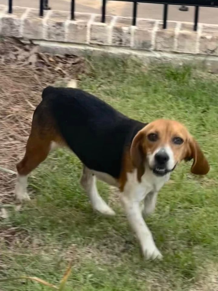 Mini hotsell beagle size