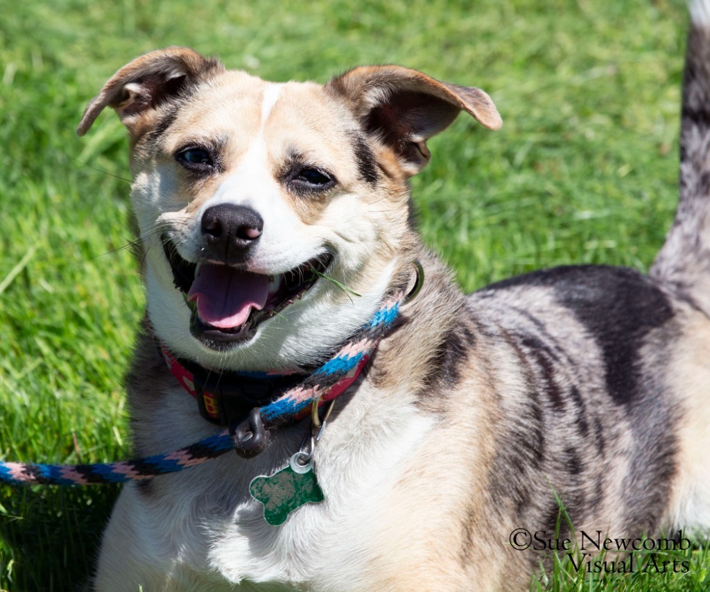 Indie, an adoptable Australian Shepherd, Australian Cattle Dog / Blue Heeler in Shorewood, IL, 60431 | Photo Image 1