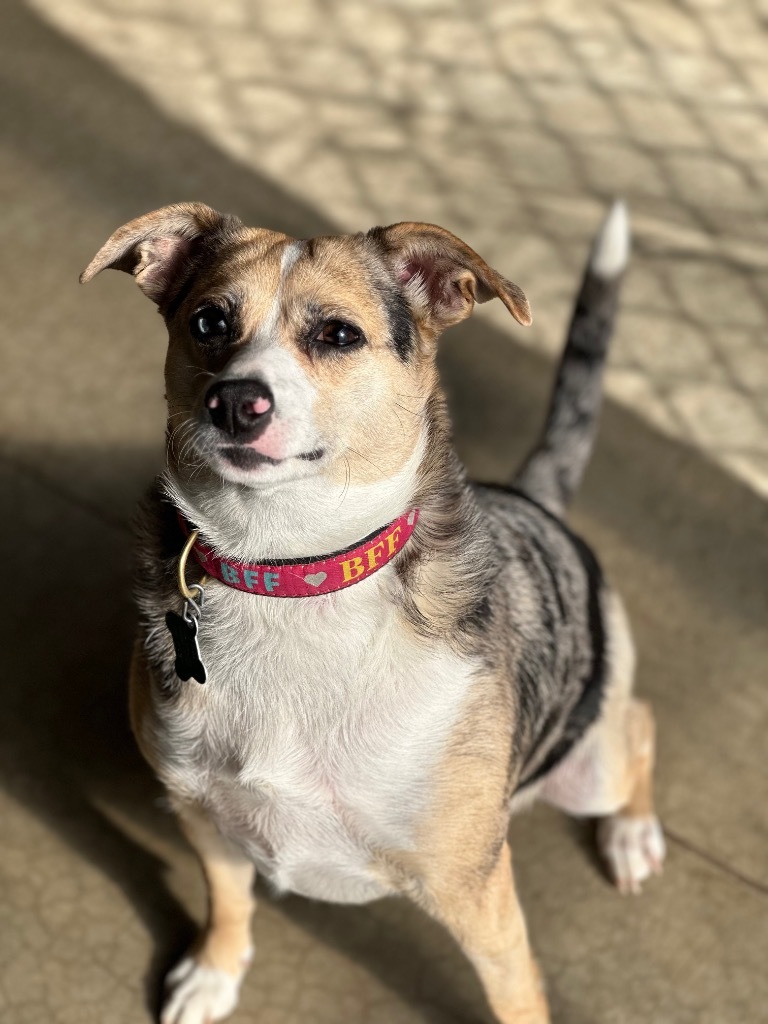 Indie, an adoptable Australian Shepherd, Australian Cattle Dog / Blue Heeler in Shorewood, IL, 60431 | Photo Image 2