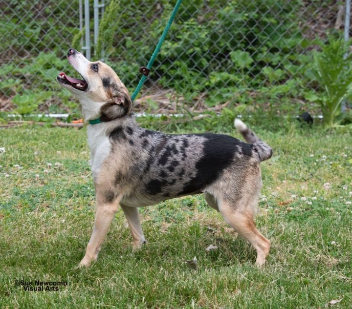 Indie, an adoptable Australian Shepherd & Italian Greyhound Mix in Shorewood, IL_image-3