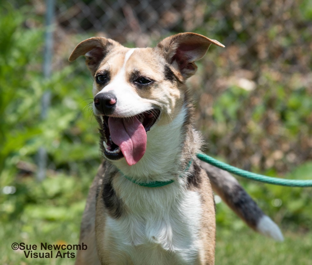 Indie, an adoptable Australian Shepherd, Australian Cattle Dog / Blue Heeler in Shorewood, IL, 60431 | Photo Image 3