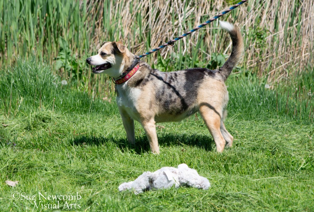 Indie, an adoptable Australian Shepherd, Australian Cattle Dog / Blue Heeler in Shorewood, IL, 60431 | Photo Image 3