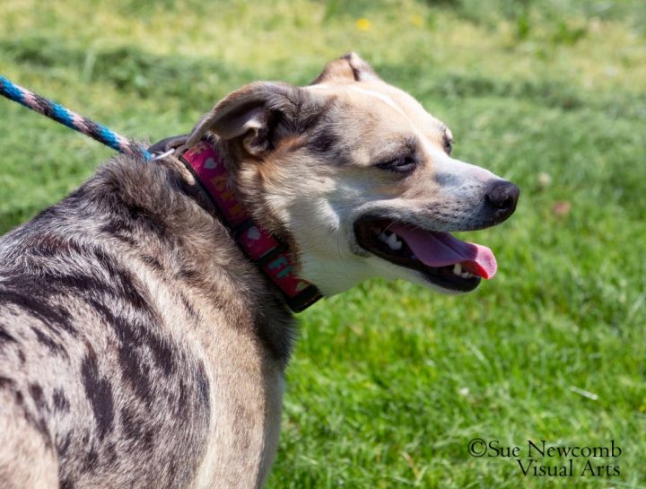 Indie, an adoptable Australian Shepherd & Italian Greyhound Mix in Shorewood, IL_image-4