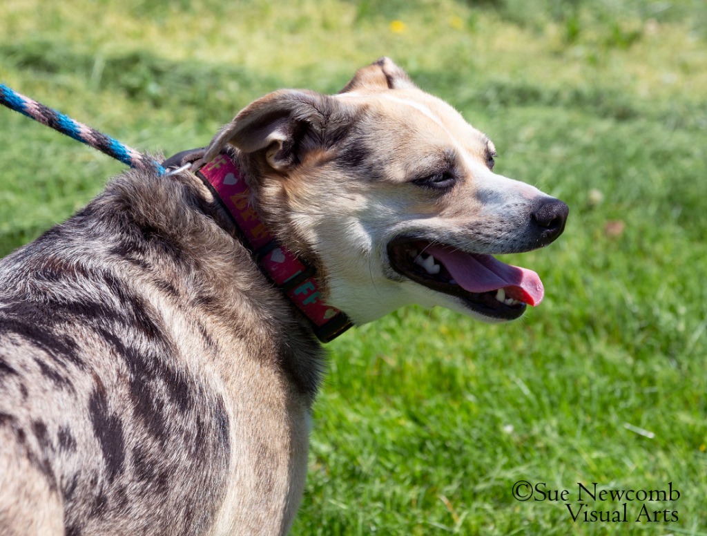 Indie, an adoptable Australian Shepherd, Australian Cattle Dog / Blue Heeler in Shorewood, IL, 60431 | Photo Image 4