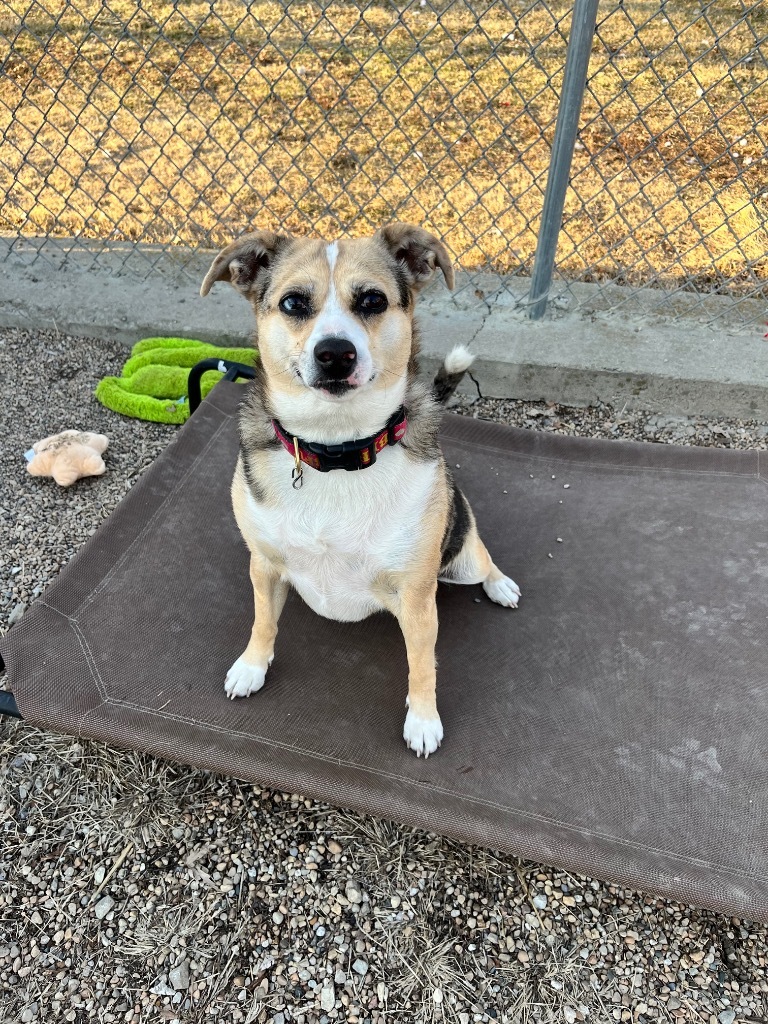 Indie, an adoptable Australian Shepherd, Australian Cattle Dog / Blue Heeler in Shorewood, IL, 60431 | Photo Image 5