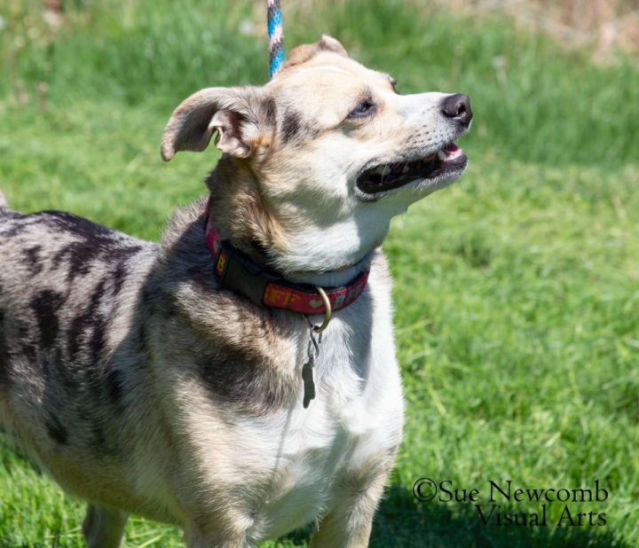 Indie, an adoptable Australian Shepherd & Italian Greyhound Mix in Shorewood, IL_image-6